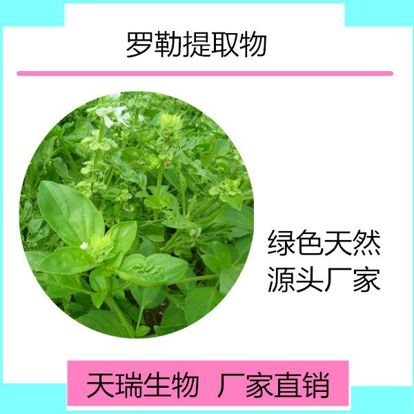 羅勒_副本