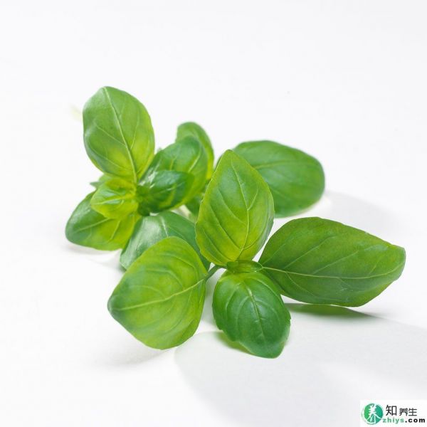 中藥羅勒的食用價值是什么？孕婦能吃嗎