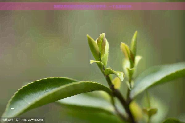 經(jīng)期飲茶減肥的潛在風(fēng)險(xiǎn)與注意事項(xiàng)：一個(gè)全面的分析