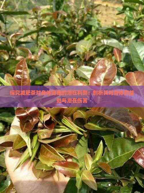 探究減肥茶對身體健康的潛在利弊：剖析其對身體的益處與潛在傷害