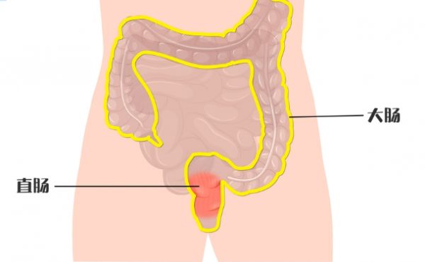 直肠位置图