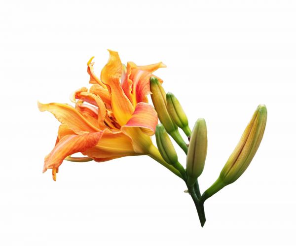黃花菜的蟲害防治技術(shù)