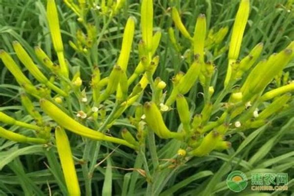 黃花菜的蟲害防治技術(shù)
