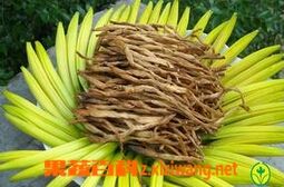 果蔬百科黃花菜