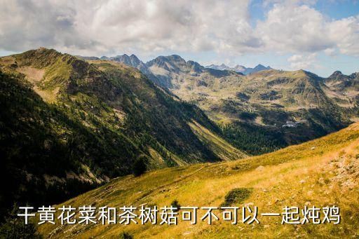 干黄花菜和茶树菇可不可以一起炖鸡