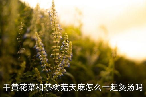 干黄花菜和茶树菇天麻怎么一起煲汤吗