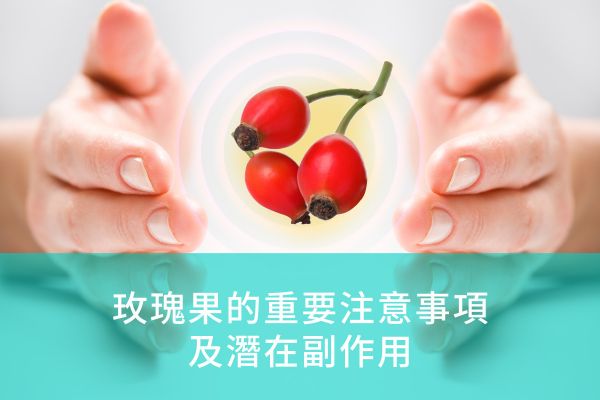 玫瑰果的重要注意事項及潛在副作用