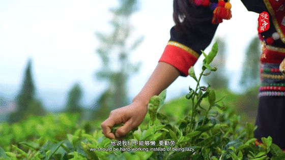 “可愛的中國”之德昂族：出生茶、定親茶、和睦茶……這個民族以茶為圖騰
