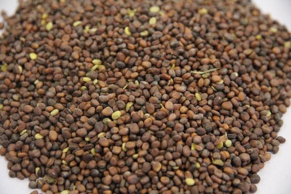 喝中药可不可以减肥