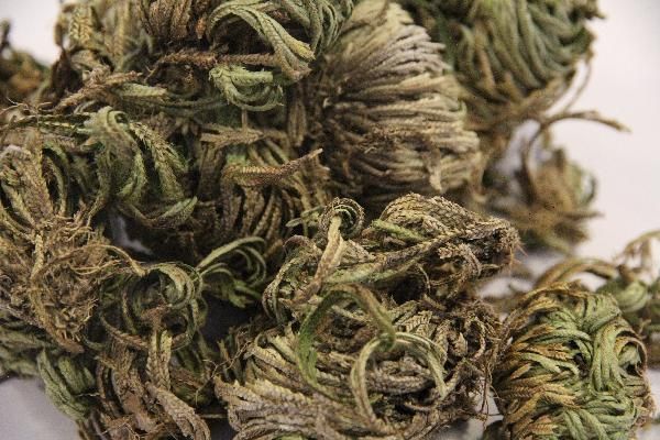 哪幾種中藥可以減肥瘦身