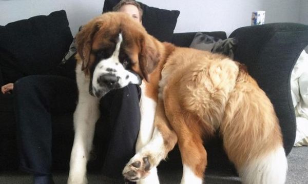 如何正確稱量大型犬體重（寵物健康管理的重要性及相關(guān)技巧）