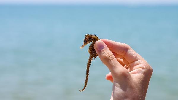 調理腸胃喝什么茶最有效