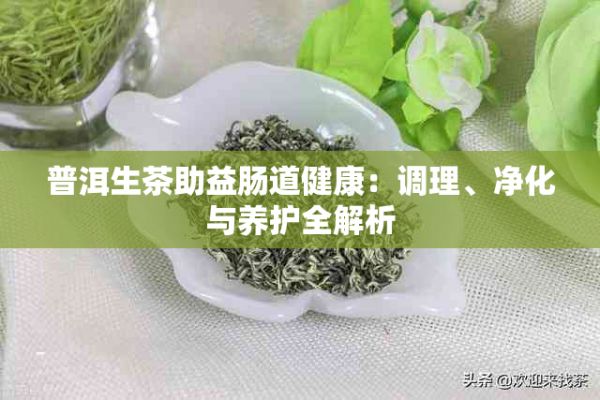 普洱生茶助益腸道健康：調(diào)理、凈化與養(yǎng)護(hù)全解析