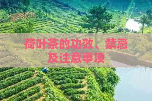 荷葉茶的功效、禁忌及注意事項(xiàng)