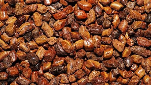 決明子冬瓜荷葉茶可以長期喝嗎
