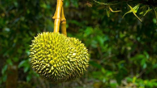 冬瓜荷葉能減肥嗎？冬瓜荷葉茶減肥的原理是什么？