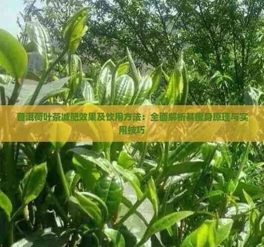 普洱荷叶茶减肥效果及饮用方法：全面解析其瘦身原理与实用技巧