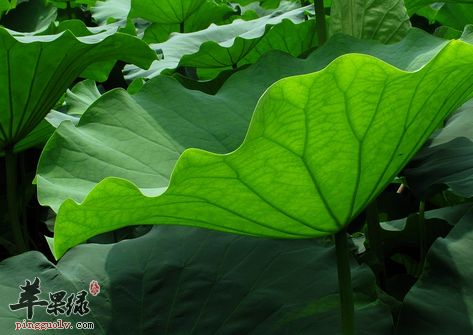 荷葉泡水喝需要注意的五點