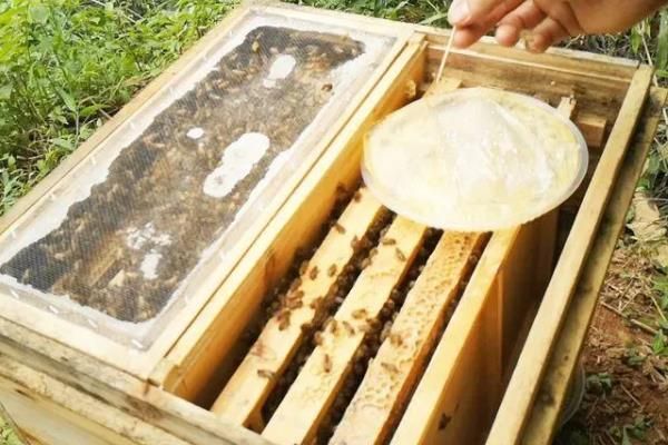 新收蜜蜂喂糖水要持續(xù)多久，一般要飼喂3天