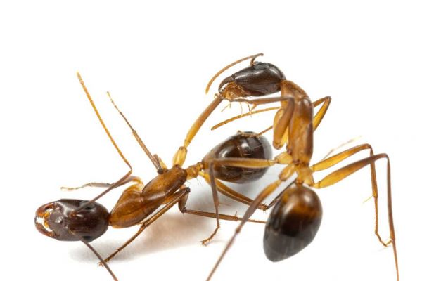 An ant investigates and begins to treat the injured leg of a comrade. When necessary, these ants will perform medical amputations.