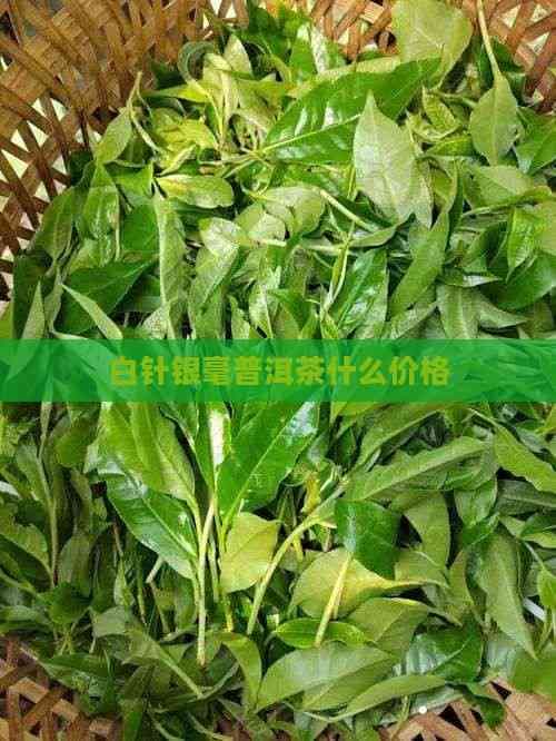 白針銀毫普洱茶什么價格