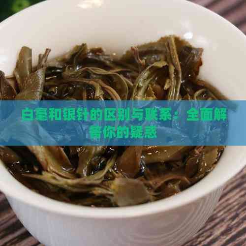 白毫和銀針的區(qū)別與聯(lián)系：全面解答你的疑惑