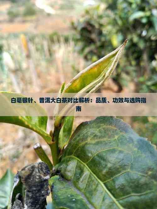 白毫銀針、普洱大白茶對(duì)比解析：品質(zhì)、功效與選購(gòu)指南