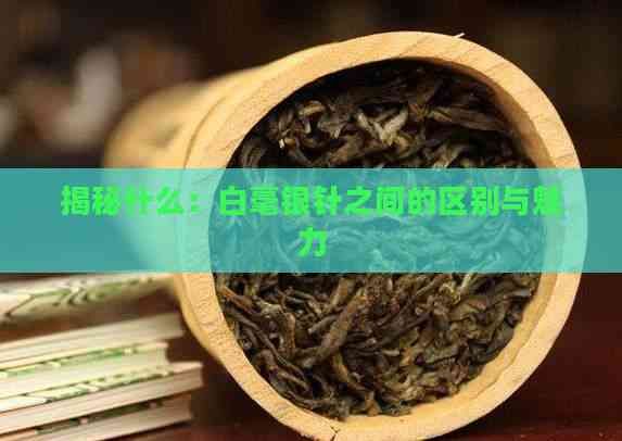 揭秘什么：白毫銀針之間的區(qū)別與魅力