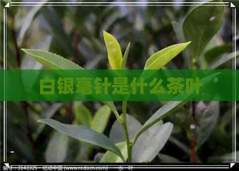 白銀毫針是什么茶葉