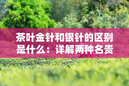 茶葉金針和銀針的區(qū)別是什么：詳解兩種名貴茶的不同之處