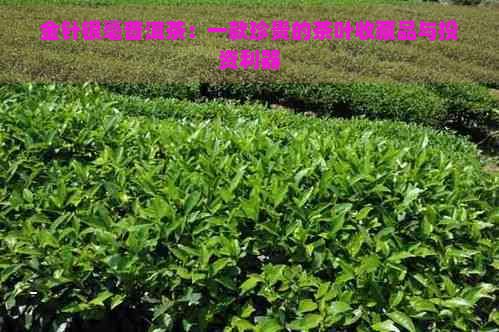 金針銀毫普洱茶：一款珍貴的茶葉收藏品與投資利器
