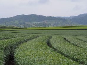 江蘇茶葉品牌大全，從茶園到茶杯的江蘇茶韻之旅