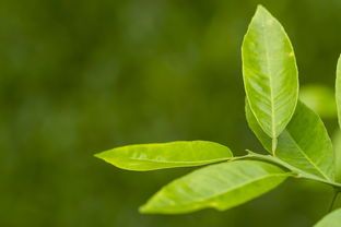江蘇無(wú)添加茶葉品牌，傳承綠色健康，引領(lǐng)品質(zhì)生活