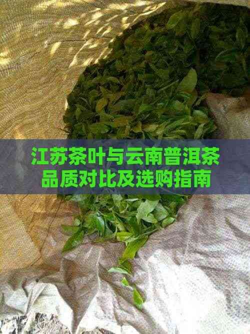 江苏茶叶与云南普洱茶品质对比及选购指南