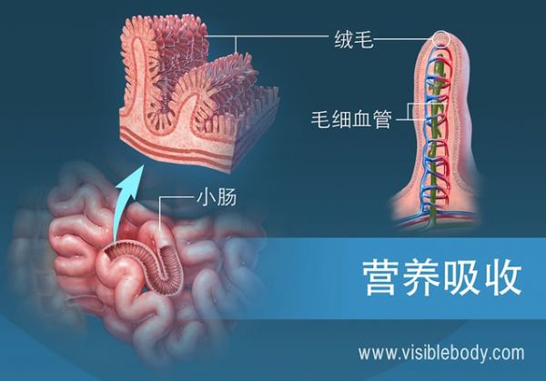 小腸絨毛的橫截面