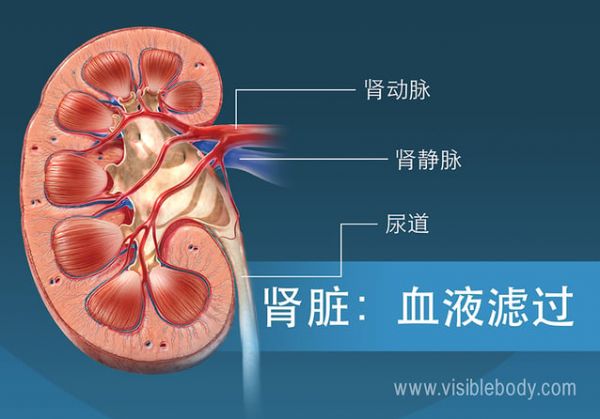 腎臟中的血液過(guò)濾