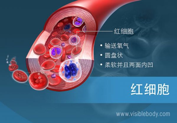 紅細(xì)胞的功能和特點(diǎn)