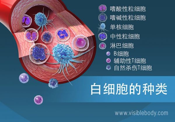 血液中多種類(lèi)型的白細(xì)胞