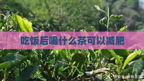 吃飯后喝什么茶可以減肥