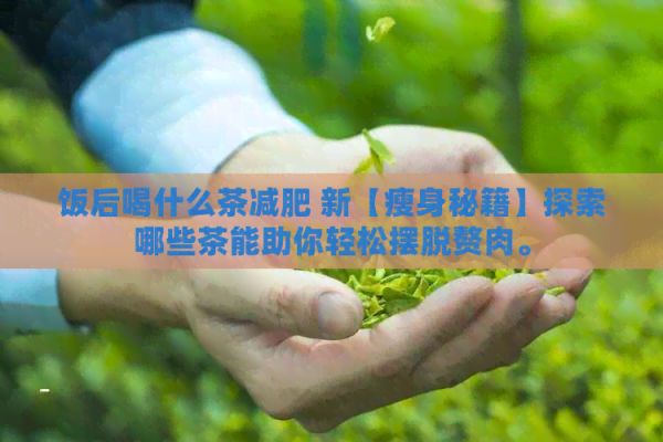 飯后喝什么茶減肥 新【瘦身秘籍】探索哪些茶能助你輕松擺脫贅肉。