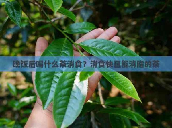 晚飯后喝什么茶消食？消食快且能消脂的茶