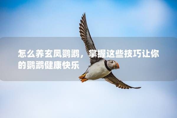 怎么養(yǎng)玄鳳鸚鵡，掌握這些技巧讓你的鸚鵡健康快樂