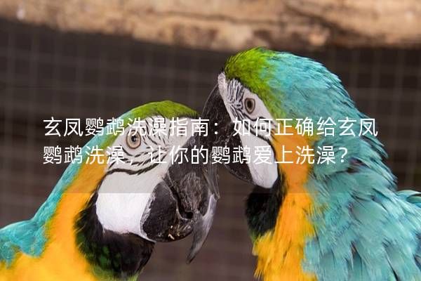 玄鳳鸚鵡洗澡指南：如何正確給玄鳳鸚鵡洗澡，讓你的鸚鵡愛上洗澡？