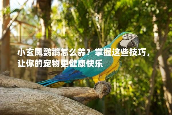 小玄鳳鸚鵡怎么養(yǎng)？掌握這些技巧，讓你的寵物更健康快樂