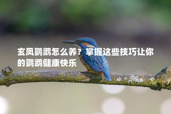 玄鳳鸚鵡怎么養(yǎng)？掌握這些技巧讓你的鸚鵡健康快樂