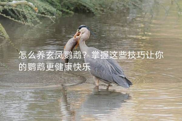 怎么養(yǎng)玄鳳鸚鵡？掌握這些技巧讓你的鸚鵡更健康快樂(lè)