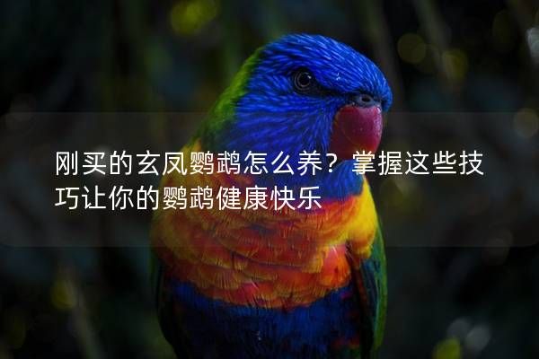 剛買的玄鳳鸚鵡怎么養(yǎng)？掌握這些技巧讓你的鸚鵡健康快樂