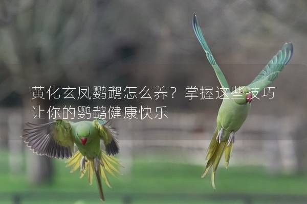 黃化玄鳳鸚鵡怎么養(yǎng)？掌握這些技巧讓你的鸚鵡健康快樂