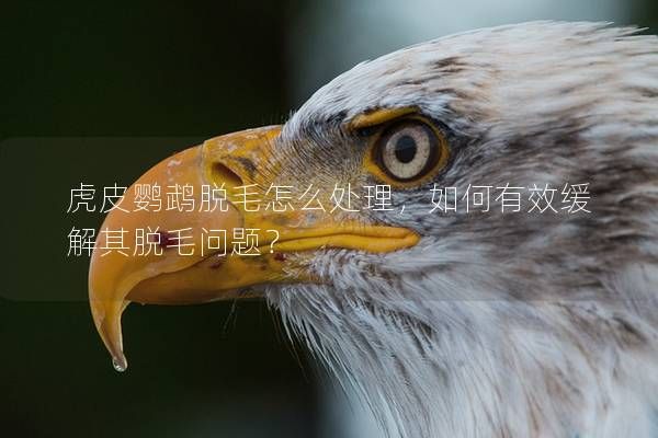 虎皮鸚鵡脫毛怎么處理，如何有效緩解其脫毛問題？