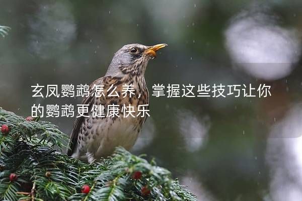 玄鳳鸚鵡怎么養(yǎng)，掌握這些技巧讓你的鸚鵡更健康快樂